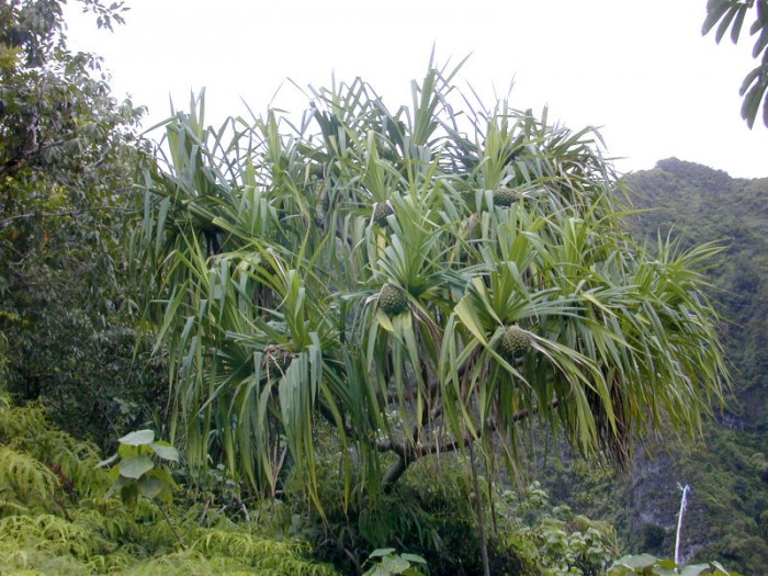 Pandanus_tectorius.jpg