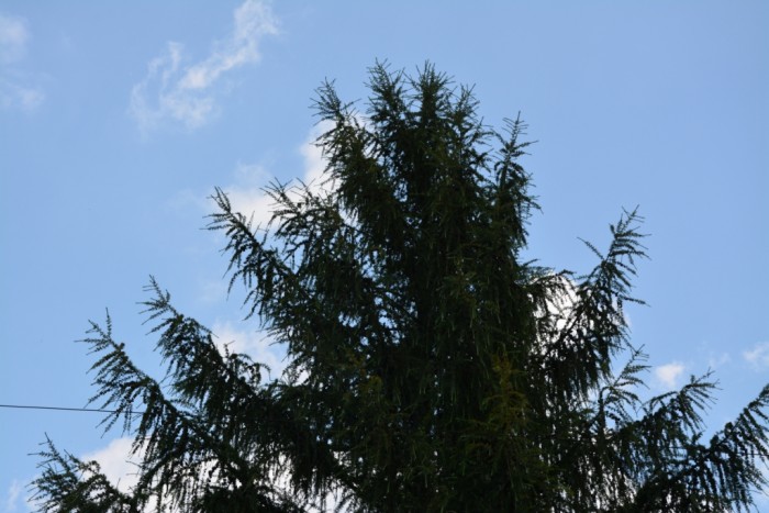 DSC_7838.JPG