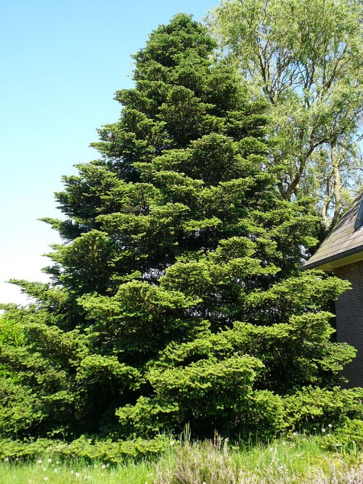 Abies_koreana.jpg