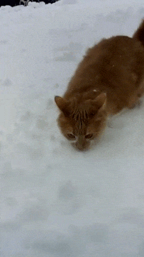 tmp_1914-doc46096937_439584776-1031639950.gif