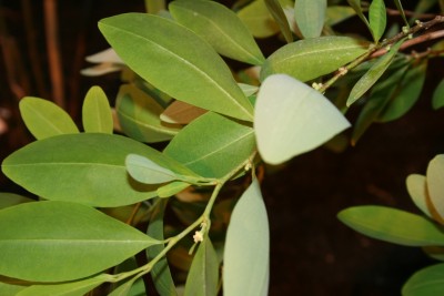 Erythroxylum-coca.jpg