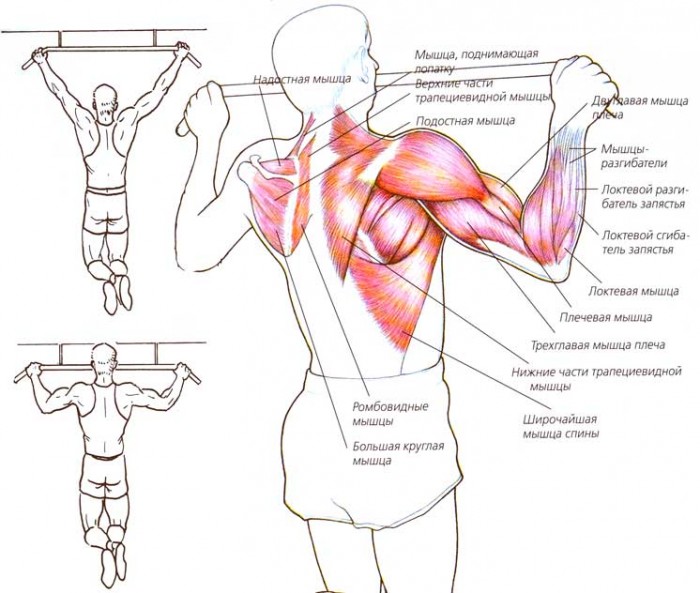 Какие мышцы работают при подтягивании.jpg