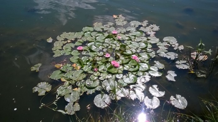 WP_20170723_007.jpg