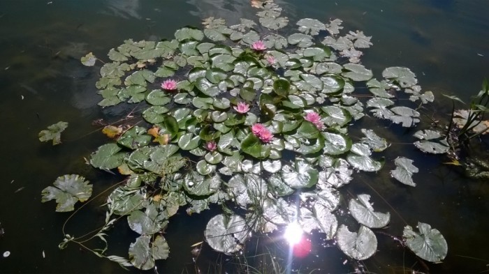 WP_20170723_009.jpg