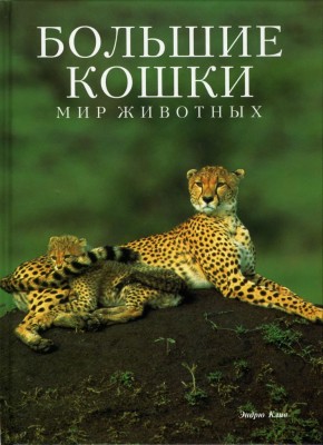 кошки.jpg