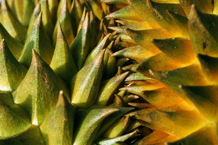 Durian_with_sharp_thorns[1].jpg