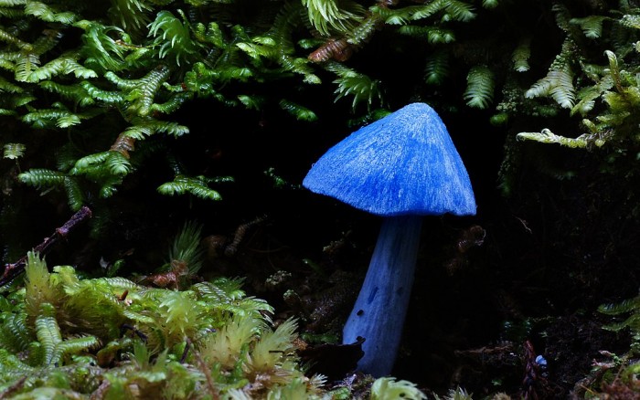 1024px-Blue_mushroom[1].jpg