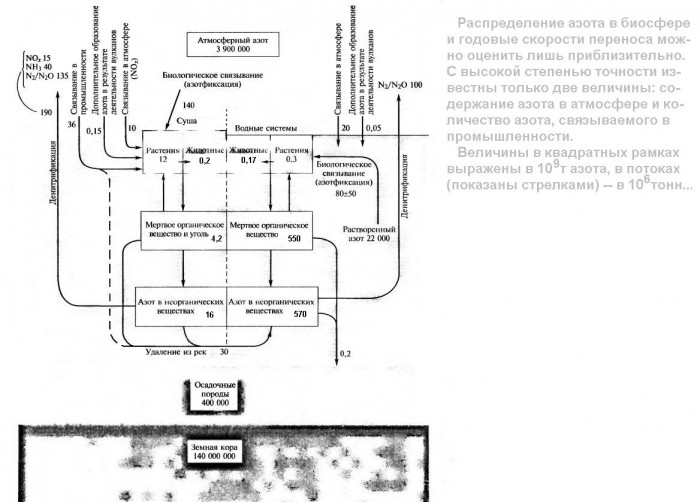 Круговорот_азота_(схема).jpg