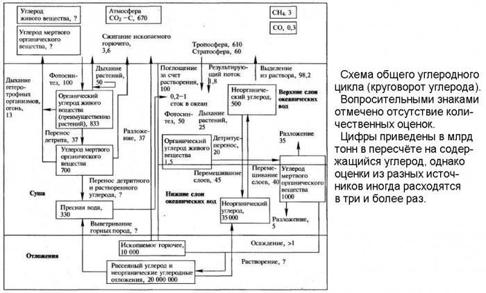 Круговорот_углерода_(схема).jpg