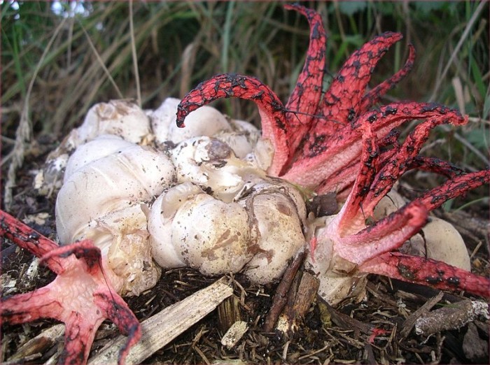 800px-Clathrus_archeri.jpg