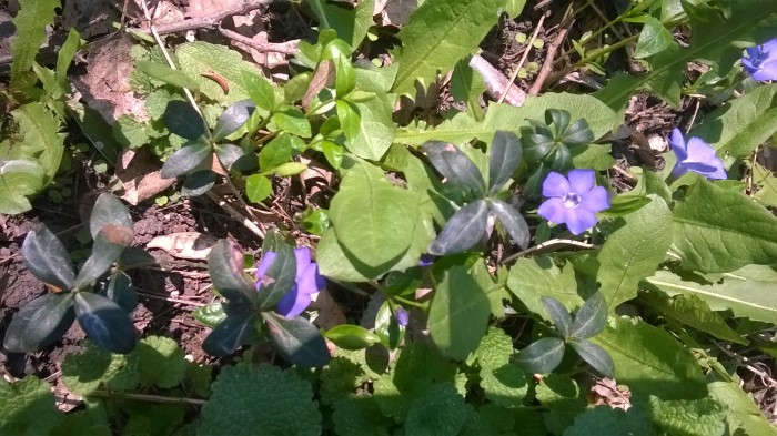 WP_20190410_036.jpg