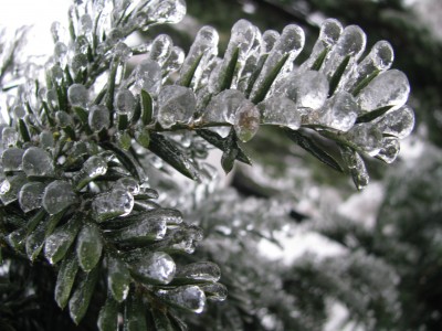 hoar-frost-1.JPG