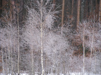 hoar-frost-6.JPG