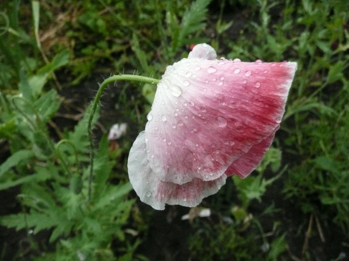 P1080257.JPG