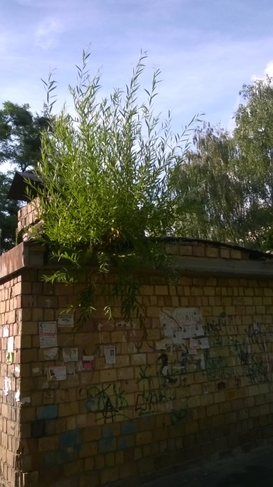 WP_20190805_017.jpg