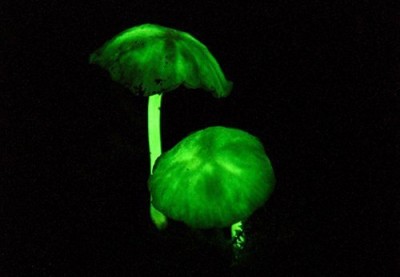 Mycena Сhlorophos.jpg