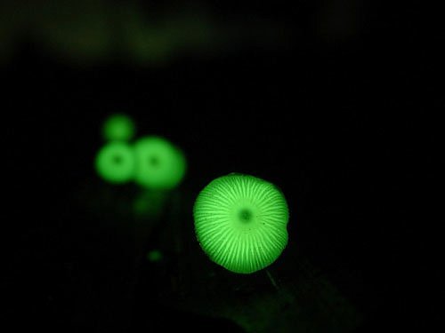 Mycena Сhlorophos-1.jpg