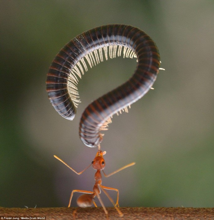 Millipede twists and turns after falling prey to hungry ant.jpg