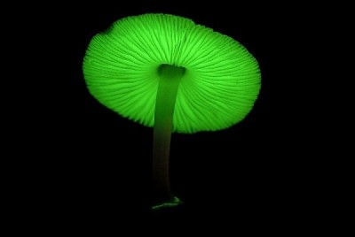 Mycena Сhlorophos-2.jpg