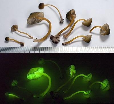 Mycena Сhlorophos-3.jpg