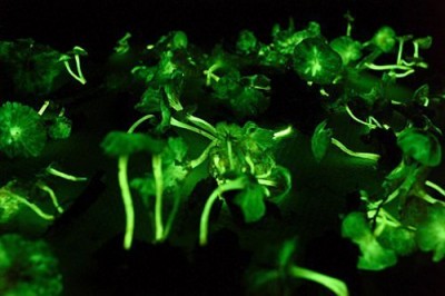 Mycena Сhlorophos-4.jpg