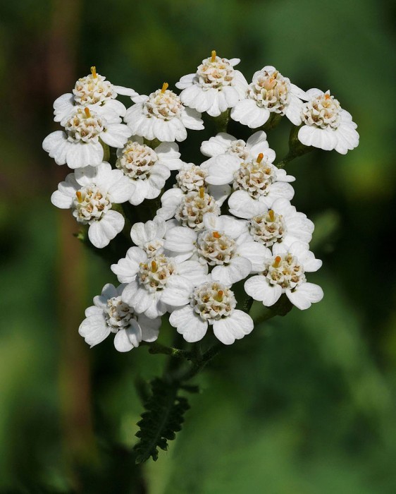 Achillea millefolium.jpg