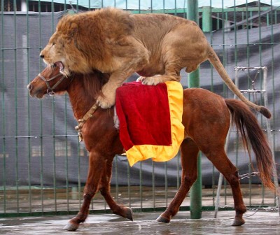 Lion-and-horse.jpg