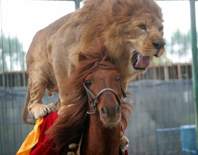 Lion-and-horse-1.jpg