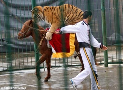 Tiger-and-hors.jpg