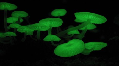 Mycena_chlorophos.jpg