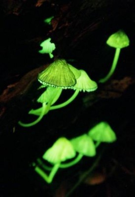 Mycena Chlorophos-1.jpeg