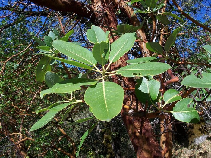 Arbutus_menziesii-4.jpg