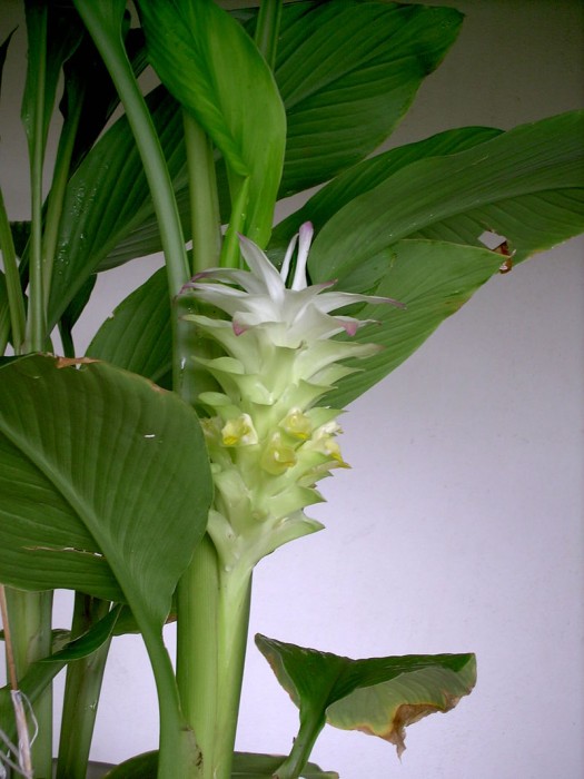 FleurDeCurcuma1.jpg