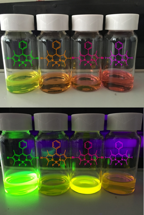 Series_of_halogenated_BODIPY_molecules_in_ambient_lighting_and_fluorescing_under_UV.png