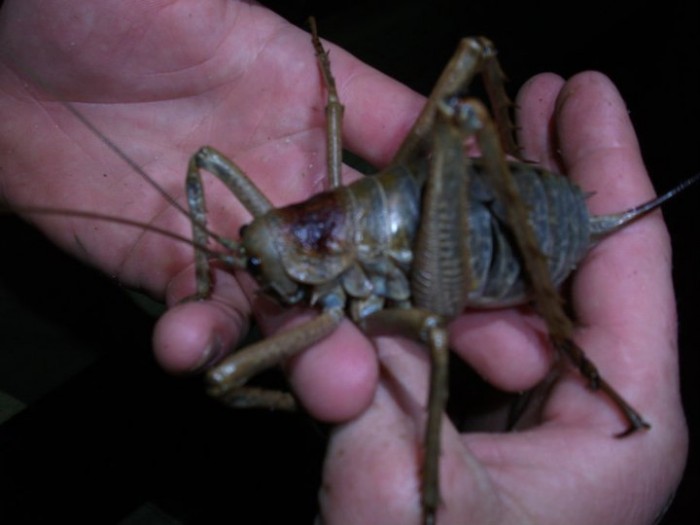 Little_Barrier_Island_giant_weta-little_barrier_2011-2.jpg