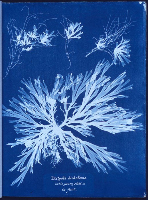 Anna_Atkins_algae_cyanotype.jpg