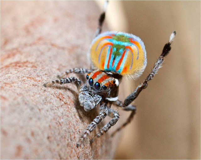 maratus_volans_03.jpg