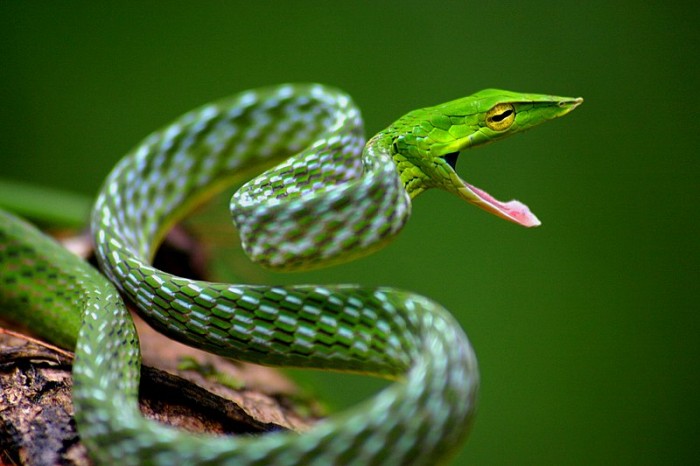 Davidraju_Vine_snake.jpg