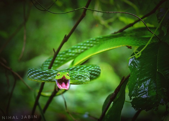 Green_vine_snake_by_Nihal_jabin.jpg