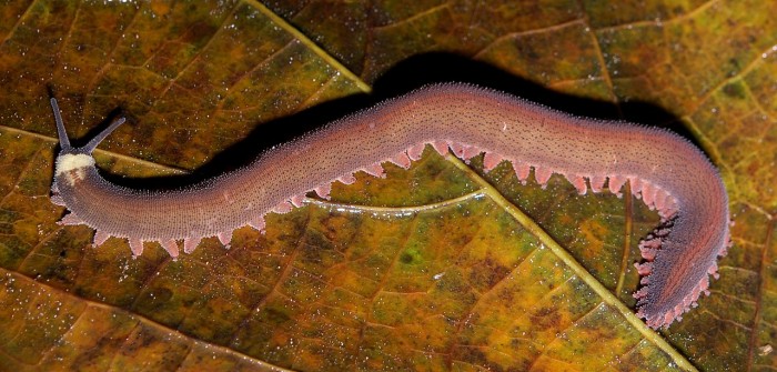 Velvet_worm.jpg