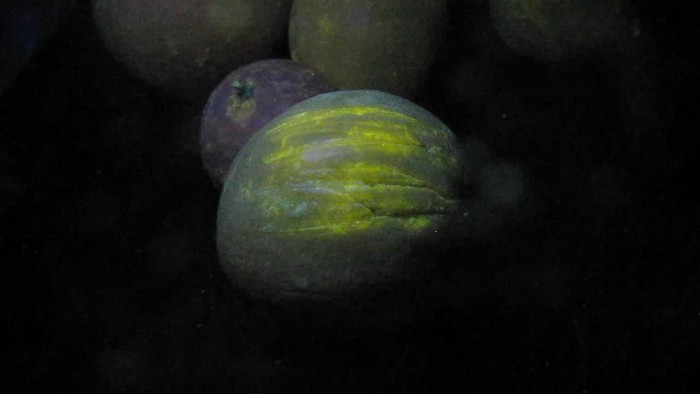 Lemons_mandarins-ultraviolet-light-25.jpg
