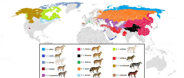 Present_distribution_of_gray_wolf_(canis_lupus)_subspecies.png