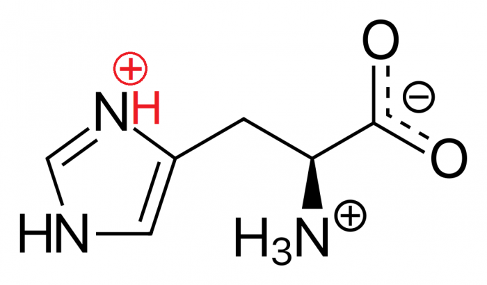 L-Histidine_physiological.png