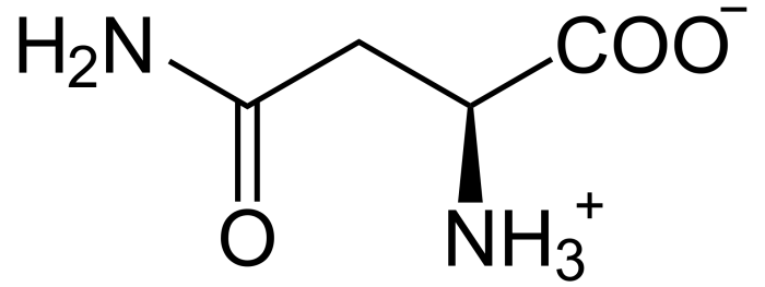 L-Asparagin_phys.png