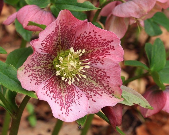 Helleborus_orientalis._Lenteroos_04.JPG