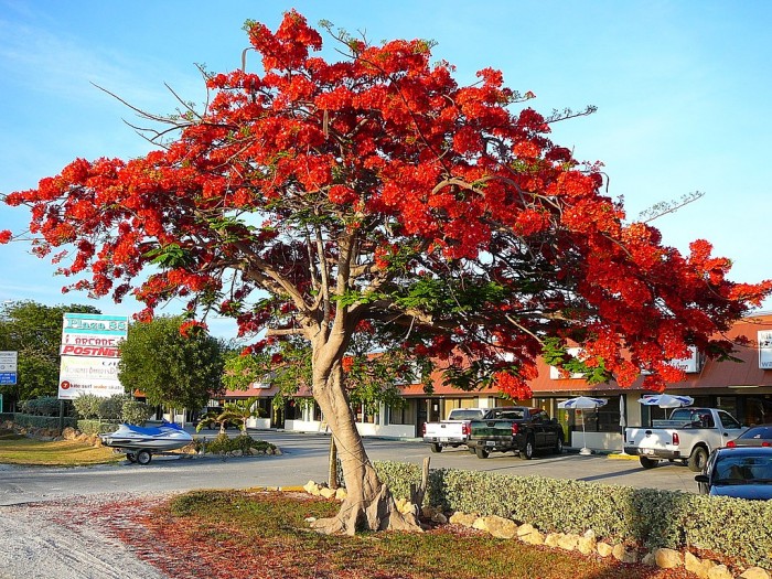 Royal_Poinciana.jpg