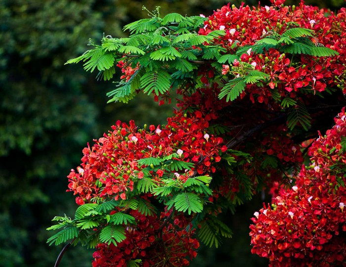 Delonix_regia_leon.jpg