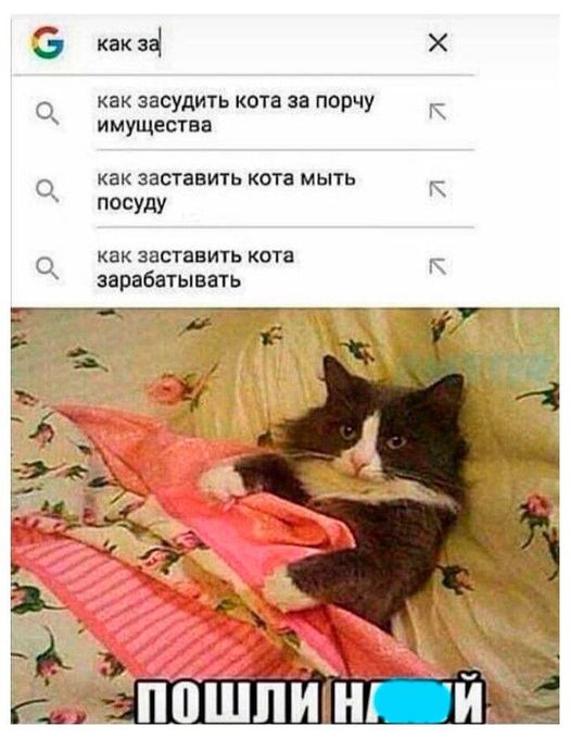 Кота.jpg