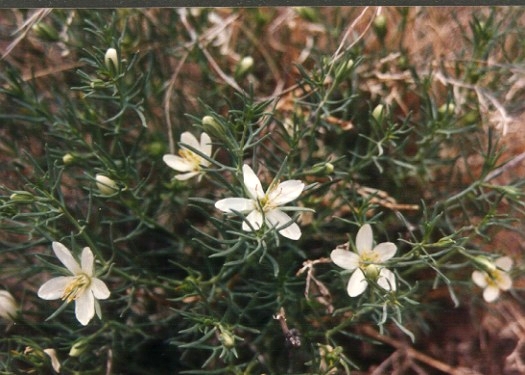 Peganum-harmala-nps.jpg