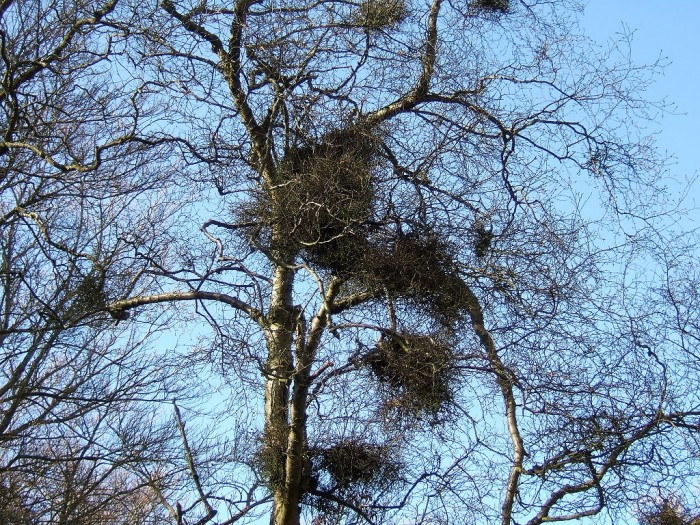 Betula_pubescens_Taphrina.jpg